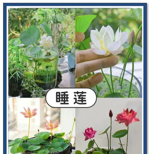 我的世界中睡莲发光的条件是什么？如何让睡莲在夜晚发光？