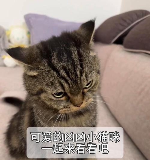 《以灵猫传英凶凶》（用游戏的方式体验猫咪英凶凶鉴）