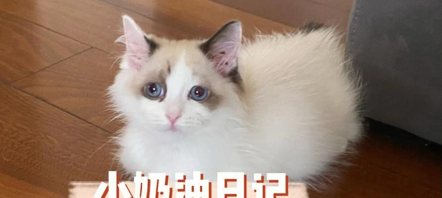 《天谕手游小布偶赠送对象的建议》（如何选择合适的小布偶赠送对象）