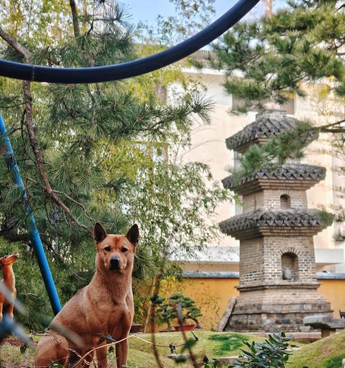 动物改名的步骤是什么？有哪些限制？