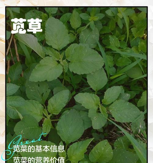《山海苋菜幼苗》游戏中的合成方法（以妄想为例）